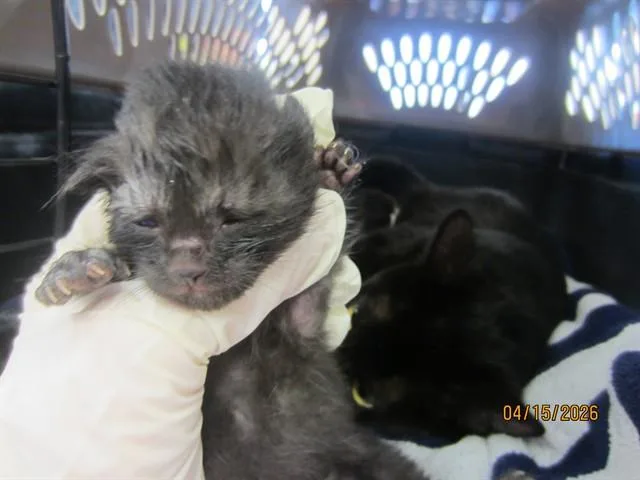 A baby small-sized male Domestic Short Hair cat named Michael for adoption in Ocala, FL