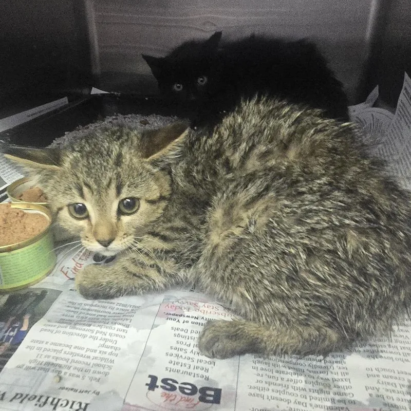 A baby small-sized female Buff / Tan / Fawn Domestic Short Hair cat named Cecilia for adoption in Salt Lake City, UT
