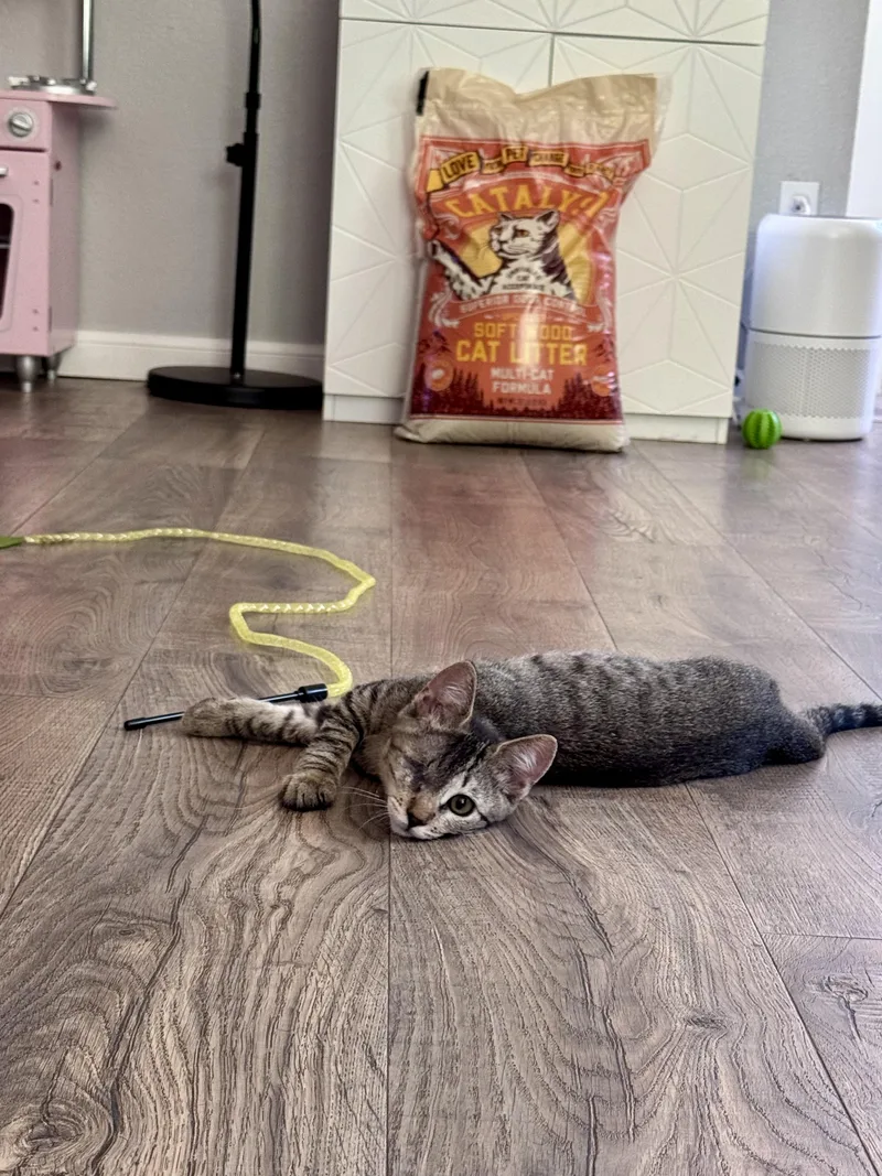 A baby medium-sized male Abyssinian cat named Lucky for adoption in Lakeport, CA
