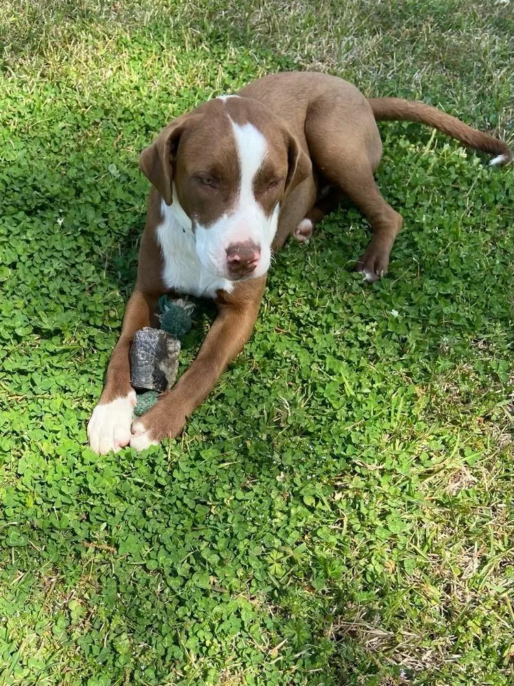 A baby large-sized male Mixed Breed dog named Phoenix for adoption in Fond Du Lac, WI