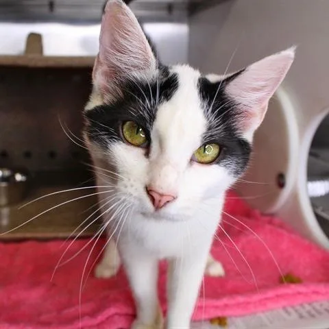 A young small-sized female White Domestic Short Hair cat named Zella for adoption in Hopkinton, MA