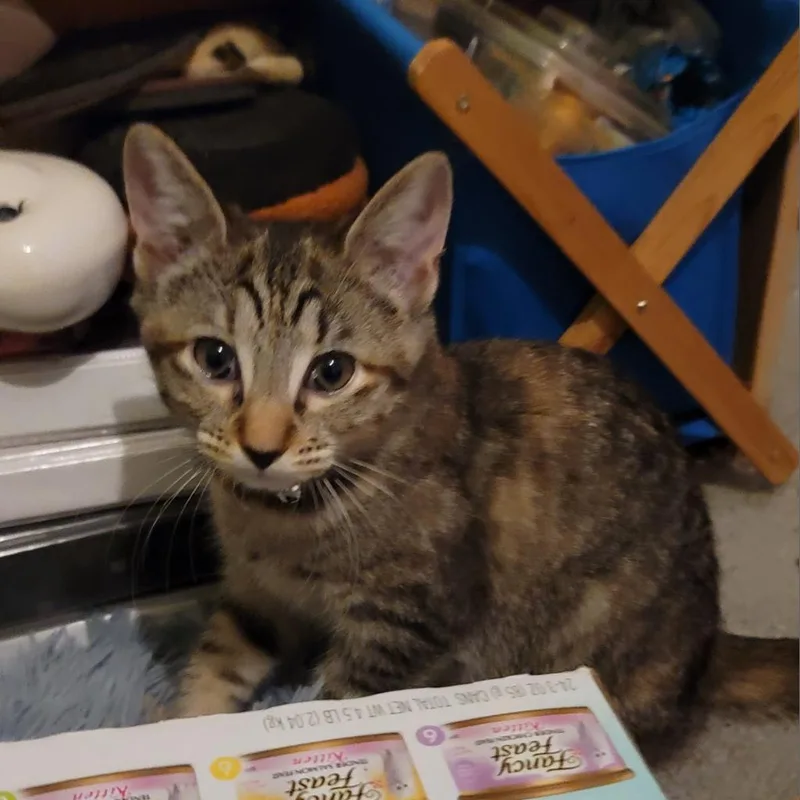 Daisy Aka Dixie thumbnail 2