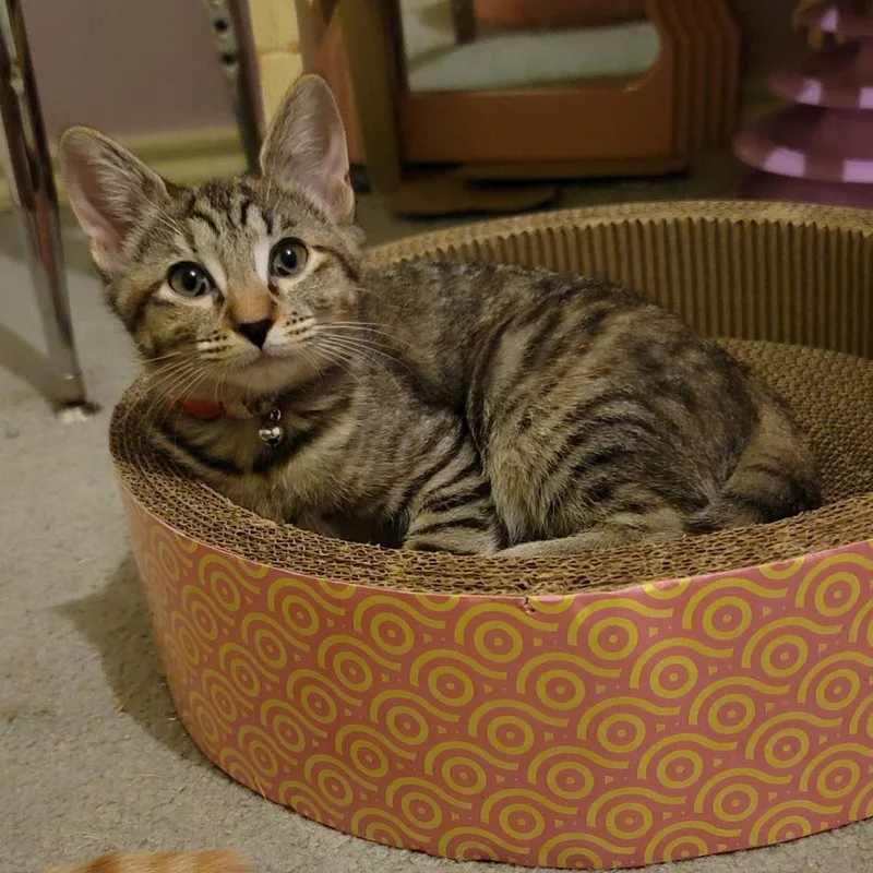 Daisy Aka Dixie thumbnail 3