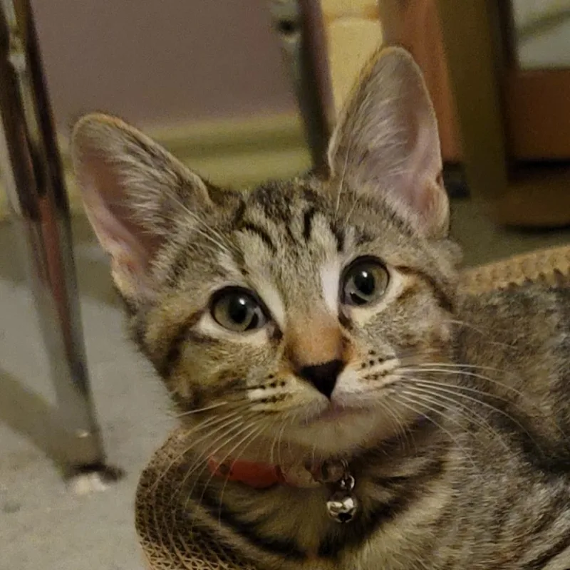 Daisy Aka Dixie thumbnail 4