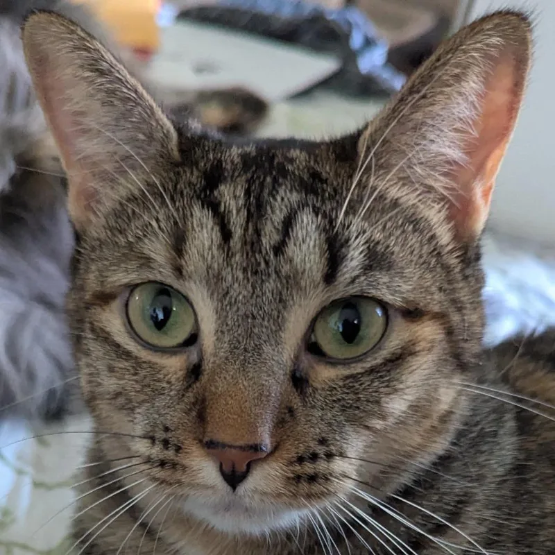 Daisy Aka Dixie thumbnail 5