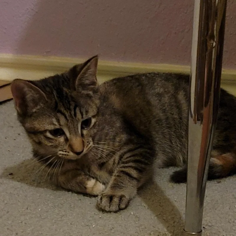 Daisy Aka Dixie thumbnail 6