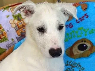 Heidi's Hunter thumbnail 3