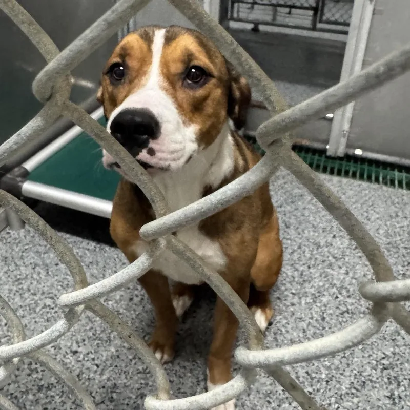 A young large-sized female Brown / Chocolate Boxer dog named Sadie for adoption in Canton, IL