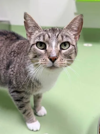 An adult medium-sized female Domestic Short Hair cat named Zo for adoption in Batavia, OH