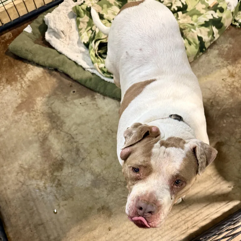 A senior large-sized female Brown / Chocolate American Staffordshire Terrier dog named Betty for adoption in Gallatin, TN