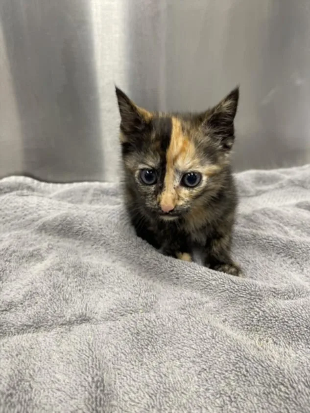 A baby small-sized female Domestic Short Hair cat named Marble for adoption in Hagerstown, MD