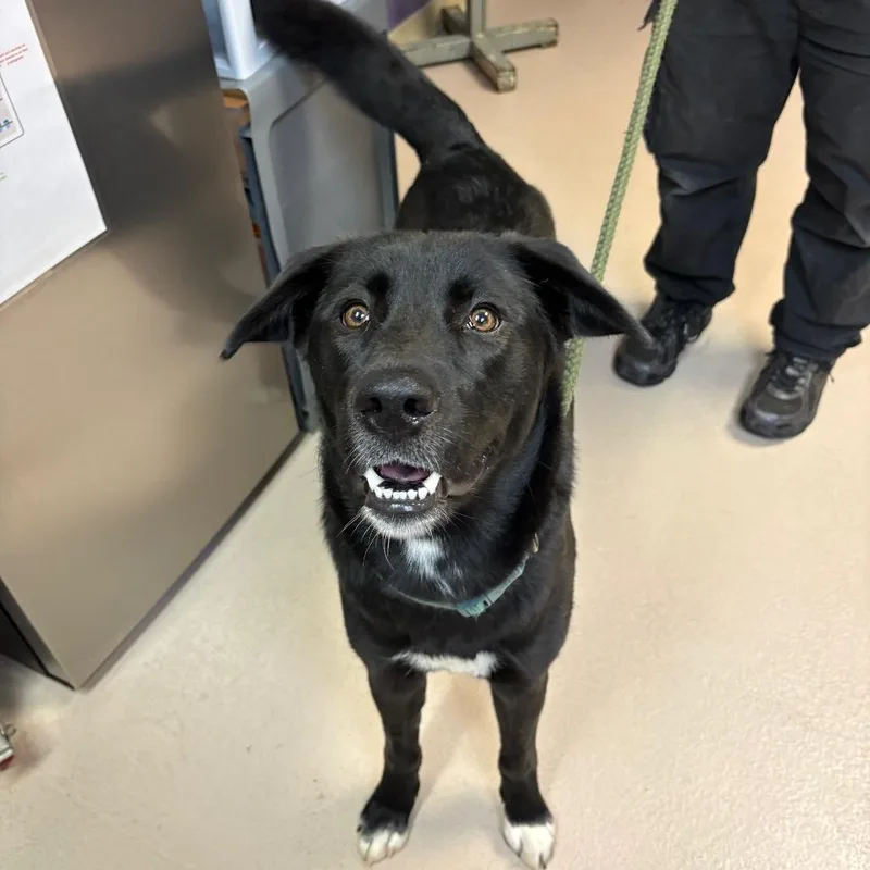 A young large-sized female Retriever dog named Ducky for adoption in Newark, NJ