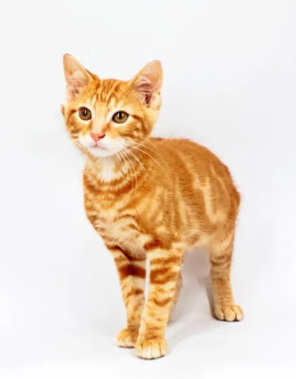 A baby small-sized male Domestic Short Hair cat named Archie for adoption in Morton Grove, IL