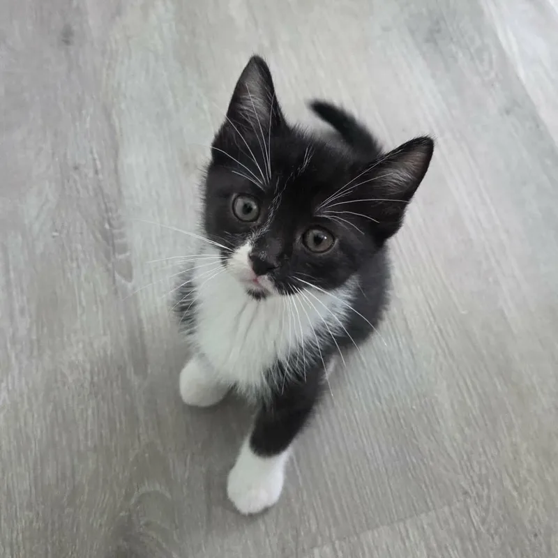 A baby medium-sized male Black & White / Tuxedo Tuxedo cat named Boots for adoption in Harrisburg, PA