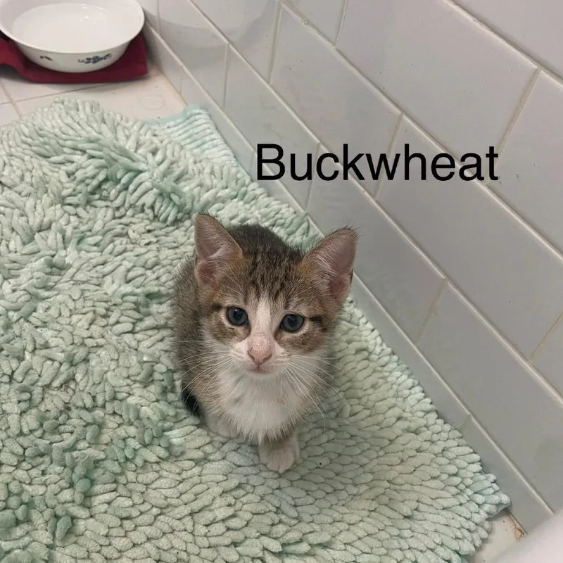 A baby small-sized male Brown / Chocolate Domestic Short Hair cat named Buckwheat for adoption in Middle Village, NY
