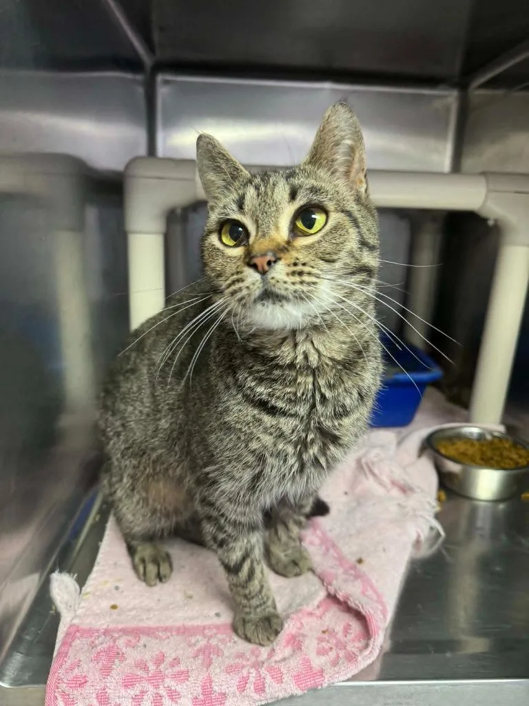 An adult medium-sized female Domestic Short Hair cat named Ollie for adoption in Marion, OH