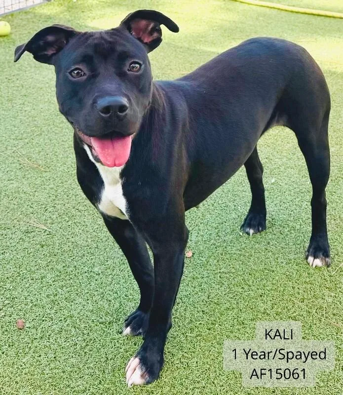 An adult medium-sized female Pit Bull Terrier dog named Kali for adoption in Supply, NC