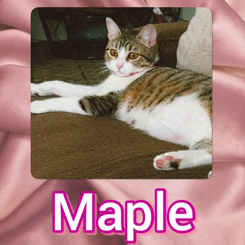 A young small-sized female Domestic Short Hair cat named Maple for adoption in Tucson, AZ