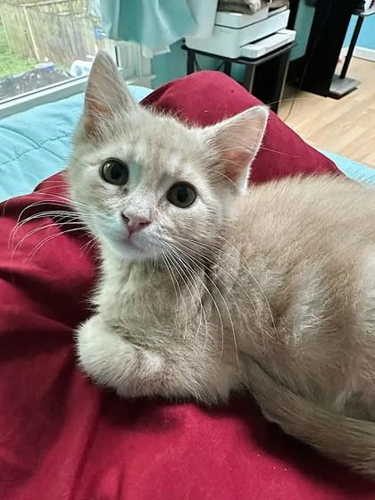 A baby small-sized male Buff / Tan / Fawn Domestic Short Hair cat named Gracen for adoption in Kansas City, MO