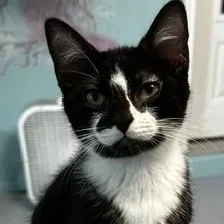 A baby medium-sized male Black & White / Tuxedo Tuxedo cat named Howie Sweet Personality for adoption in Hoquiam, WA