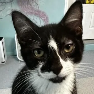 Howie  Sweet Personality thumbnail 2