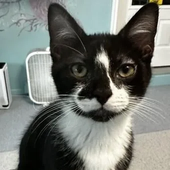 Howie  Sweet Personality thumbnail 3