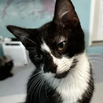 Howie  Sweet Personality thumbnail 4