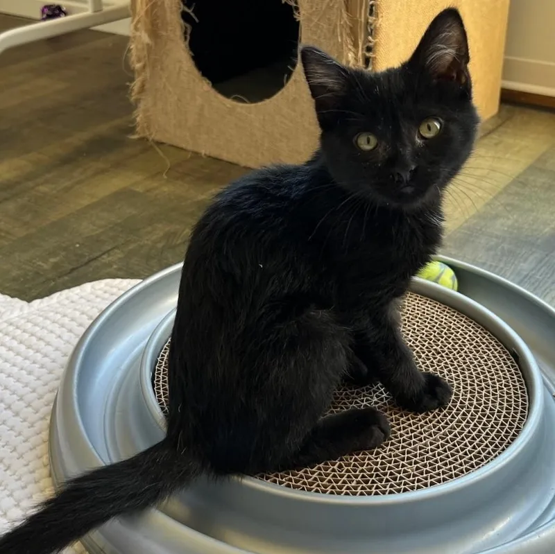 A baby small-sized male Black Domestic Short Hair cat named George Morley Steve for adoption in Morrison, CO