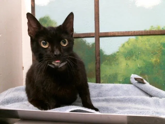 A young medium-sized female Domestic Short Hair cat named Blossom for adoption in Houston, TX