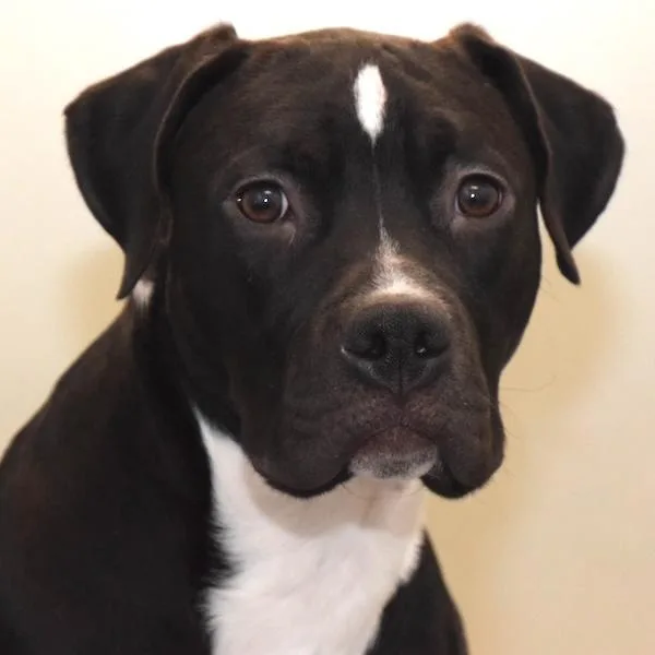 Neon Orange thumbnail 2