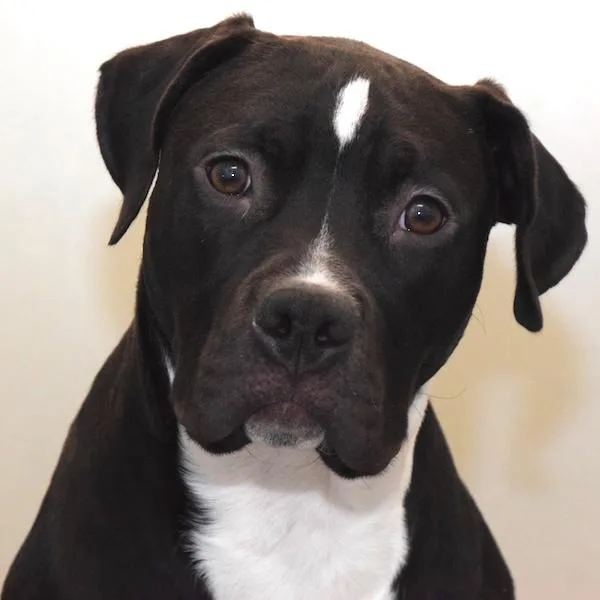 Neon Orange thumbnail 3