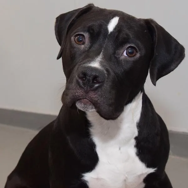 Neon Orange thumbnail 4