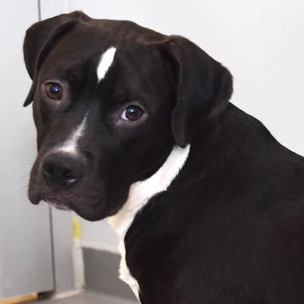 Neon Orange thumbnail 5