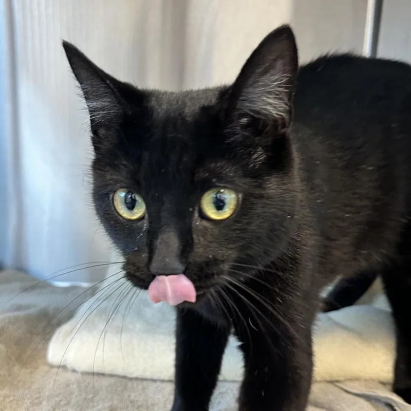 An adult medium-sized female Black Domestic Short Hair cat named Avocado for adoption in Washington Township, OH