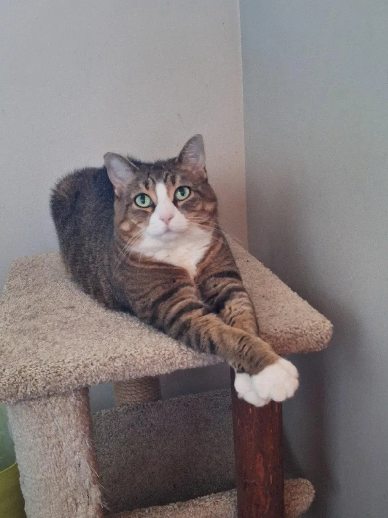 A senior medium-sized female Domestic Short Hair cat named Nala  front paw for adoption in Wheaton, IL