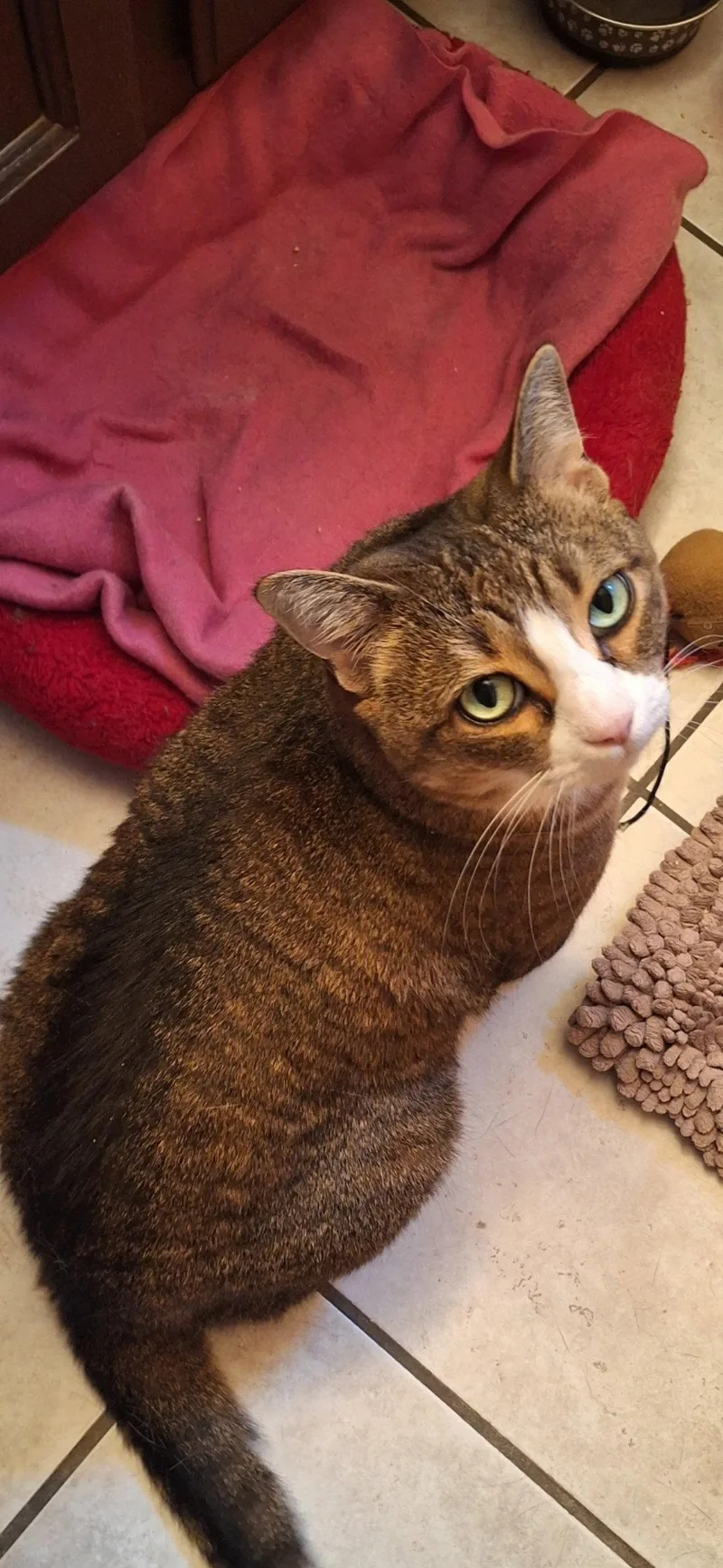 Nala  front paw thumbnail 3