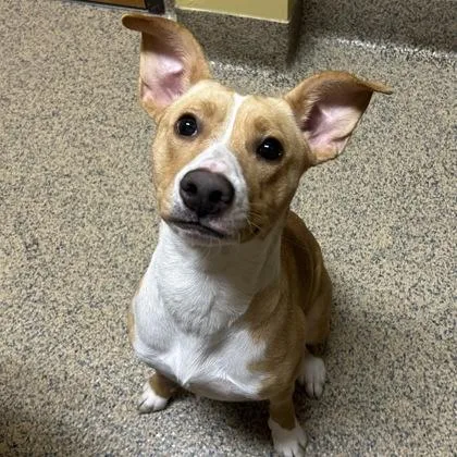 An adult medium-sized female Mixed Breed dog named Dottie for adoption in Merriam, KS