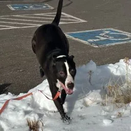 An adult large-sized male Black Border Collie dog named Bocephus for adoption in Houston, TX