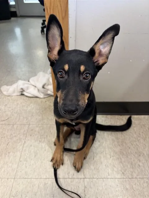 A baby large-sized male Doberman Pinscher dog named Bruno A for adoption in Plano, TX