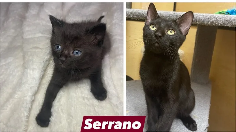 Serrano thumbnail 5
