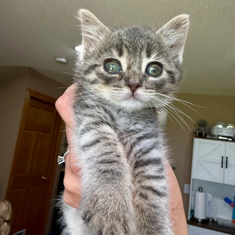 A baby small-sized female Gray / Blue / Silver Domestic Short Hair cat named Mallory C for adoption in Princeton, MN