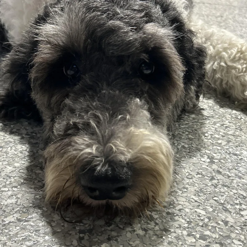 An adult medium-sized female Gray / Blue / Silver Old English Sheepdog dog named Tootsie lbs for adoption in Antwerp, OH