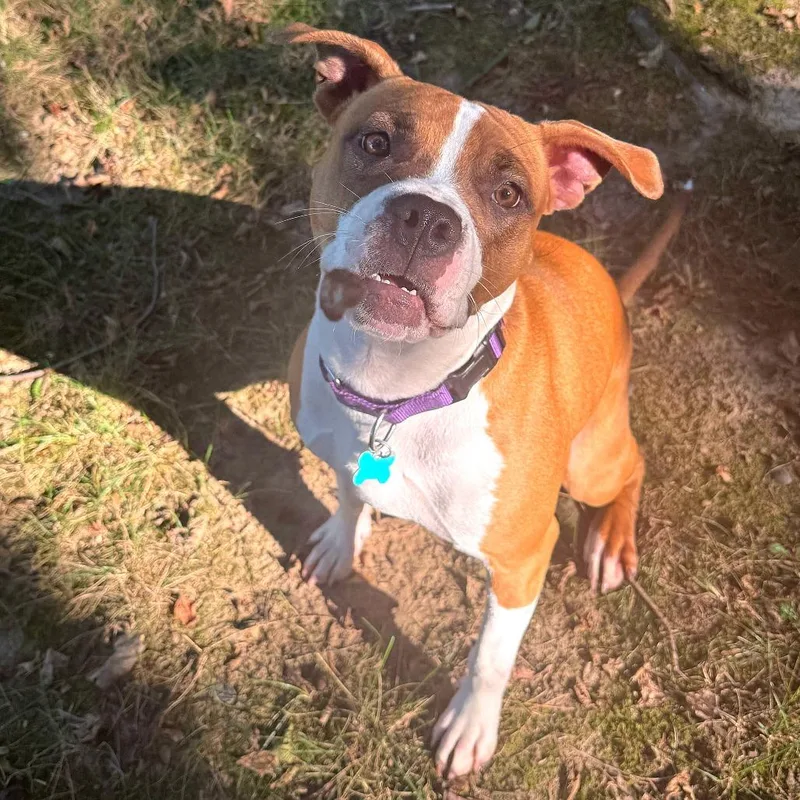 A young medium-sized female Brown / Chocolate Mixed Breed dog named Marie for adoption in Owosso, MI