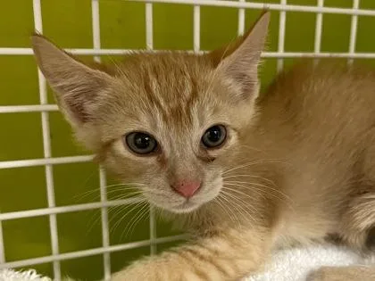 A baby small-sized male Domestic Short Hair cat named Cheeto for adoption in Honolulu, HI