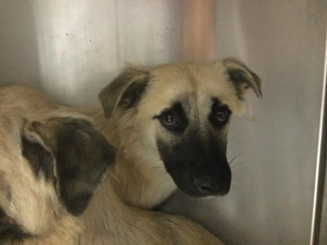 A young small-sized male Terrier dog named Blaze for adoption in Riverside, CA