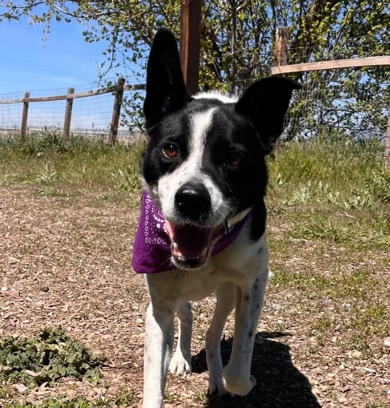 Koda