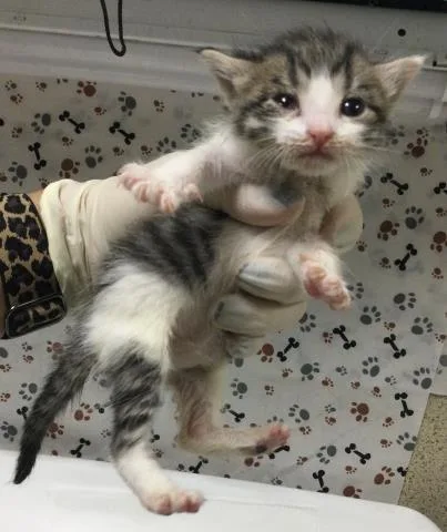 A baby small-sized female Domestic Short Hair cat named Aspen for adoption in Riverside, CA
