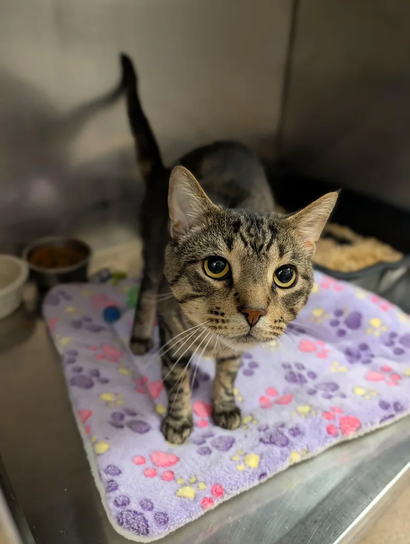 An adult medium-sized male Tabby (Brown / Chocolate) Domestic Short Hair cat named Eagle for adoption in Chambersburg, PA