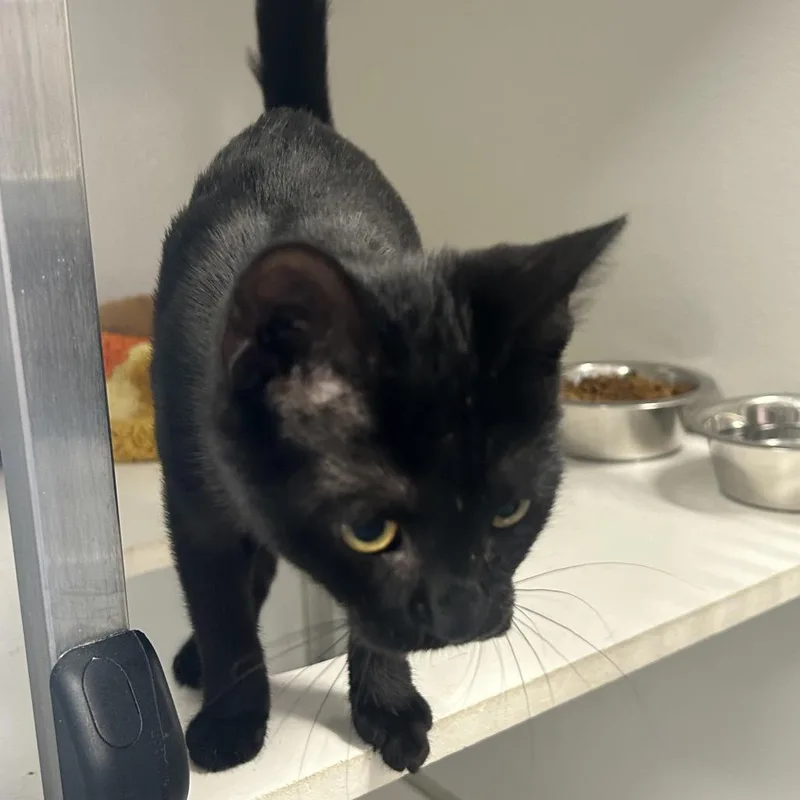 A baby small-sized female Black Domestic Short Hair cat named Ariel for adoption in Binghamton, NY