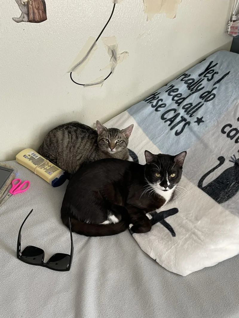 Phantom And Hunter thumbnail 5